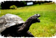 Jonathan Kura-Kura 194 Tahun Selamat Dari Tipu Daya Kripto, Dunia Nyaris Tertipu Kabar Duka Jonathan Kura-Kura 194 Tahun Selamat Dari Tipu Daya Kripto, Dunia Nyaris Tertipu Kabar Duka