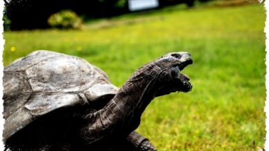 Jonathan Kura-Kura 194 Tahun Selamat Dari Tipu Daya Kripto, Dunia Nyaris Tertipu Kabar Duka Jonathan Kura-Kura 194 Tahun Selamat Dari Tipu Daya Kripto, Dunia Nyaris Tertipu Kabar Duka