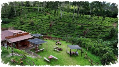 Kampung Koboi Tugu Selatan, Desa Yang Naik Kelas Lewat Kuda, Susu, Dan Wisata Lokal