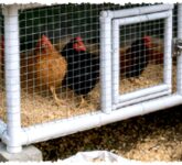 Kandang Ayam dari Pipa PVC Bekas Ternyata Tak Ringkih, Ukuran Mini Ini Bisa Awet Bertahun-Tahun Kandang Ayam dari Pipa PVC Bekas Ternyata Tak Ringkih, Ukuran Mini Ini Bisa Awet Bertahun-Tahun