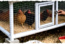 Kandang Ayam dari Pipa PVC Bekas Ternyata Tak Ringkih, Ukuran Mini Ini Bisa Awet Bertahun-Tahun