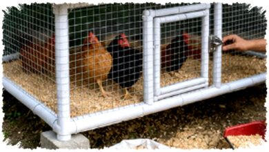 Kandang Ayam dari Pipa PVC Bekas Ternyata Tak Ringkih, Ukuran Mini Ini Bisa Awet Bertahun-Tahun