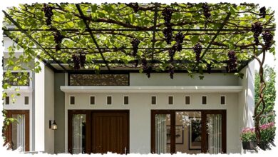 Kanopi Buah Merambat Bukan Sekadar Peneduh, 9 Ide yang Bikin Rumah Lebih Sejuk Sekaligus Panen