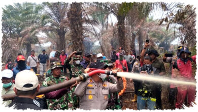 Karhutla 500 Hektare Terbongkar, Polres Pelalawan Tangkap Pembakar Lahan Gambut Karhutla 500 Hektare Terbongkar, Polres Pelalawan Tangkap Pembakar Lahan Gambut