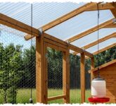 Kebun Ayam Umbaran Bukan Sekadar Hemat Pakan, Bisa Panen Ganda dari Lahan yang Sama