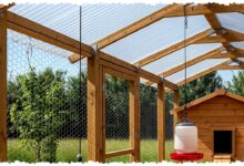 Kebun Ayam Umbaran Bukan Sekadar Hemat Pakan, Bisa Panen Ganda dari Lahan yang Sama