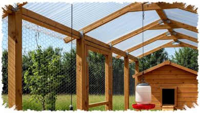 Kebun Ayam Umbaran Bukan Sekadar Hemat Pakan, Bisa Panen Ganda dari Lahan yang Sama