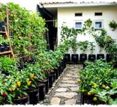 Kebun Buah Boros Air Bukan Karena Kemarau, 5 Kesalahan Ini Diam-Diam Memangkas Panen Kebun Buah Boros Air Bukan Karena Kemarau, 5 Kesalahan Ini Diam-Diam Memangkas Panen