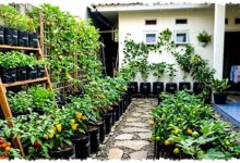 Kebun Buah Boros Air Bukan Karena Kemarau, 5 Kesalahan Ini Diam-Diam Memangkas Panen Kebun Buah Boros Air Bukan Karena Kemarau, 5 Kesalahan Ini Diam-Diam Memangkas Panen