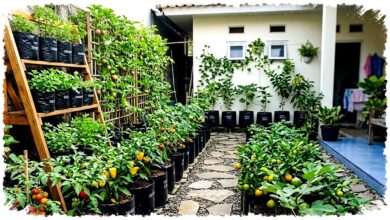 Kebun Buah Boros Air Bukan Karena Kemarau, 5 Kesalahan Ini Diam-Diam Memangkas Panen