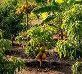 Kebun Buah Tak Harus Boros Air, Irigasi Ini Bisa Pangkas Pemakaian hingga 60%