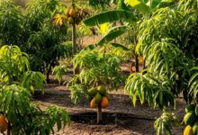 Kebun Buah Tak Harus Boros Air, Irigasi Ini Bisa Pangkas Pemakaian hingga 60%