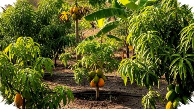 Kebun Buah Tak Harus Boros Air, Irigasi Ini Bisa Pangkas Pemakaian hingga 60%