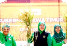 Kemarau Mengintai Produksi Pangan Jatim, Khofifah Minta Kepala Daerah Bergerak Cepat