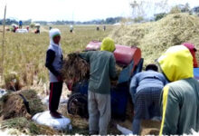 Kemarau Panjang Menekan Sawah dan Kebun, Produksi Pangan Terancam Turun