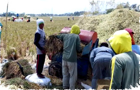 Kemarau Panjang Menekan Sawah dan Kebun, Produksi Pangan Terancam Turun