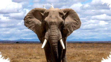 Kenapa Gajah Lebih Mudah Mengingat Jalan Hidupnya, Otak Besar dan Peta Air yang Tak Pernah Luntur