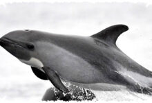 Kenapa Lumba-Lumba Bukan Ikan, Ini Alasan Ilmiahnya yang Sering Disalahpahami Kenapa Lumba-Lumba Bukan Ikan, Ini Alasan Ilmiahnya yang Sering Disalahpahami