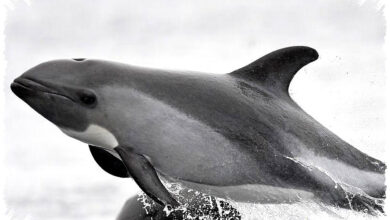 Kenapa Lumba-Lumba Bukan Ikan, Ini Alasan Ilmiahnya yang Sering Disalahpahami