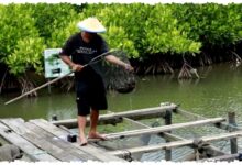 Krisis Tambak Di Kaltim, Petambak Bertahan Di Tengah Iklim Yang Berubah