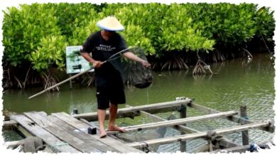 Krisis Tambak Di Kaltim, Petambak Bertahan Di Tengah Iklim Yang Berubah Krisis Tambak Di Kaltim, Petambak Bertahan Di Tengah Iklim Yang Berubah