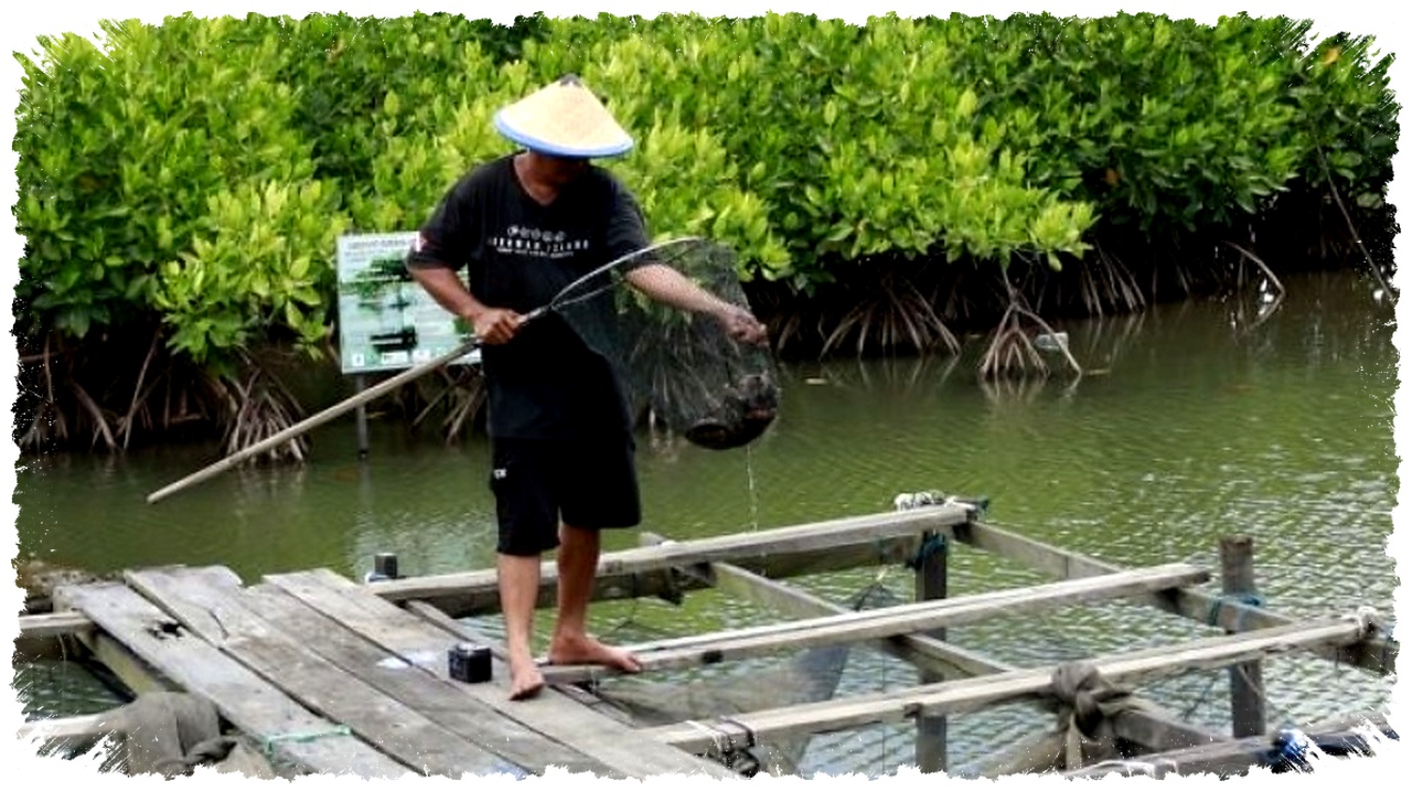Krisis Tambak Di Kaltim, Petambak Bertahan Di Tengah Iklim Yang Berubah