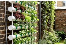 Lahan Cuma Sejengkal, Pipa PVC Ini Bisa Panen Selada 3–4 Minggu di Rumah Kota