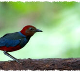 Lima Burung Baru Terungkap di Indonesia, 159 Spesies Masih Di Ujung Ancaman Lima Burung Baru Terungkap di Indonesia, 159 Spesies Masih Di Ujung Ancaman