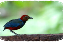 Lima Burung Baru Terungkap di Indonesia, 159 Spesies Masih Di Ujung Ancaman