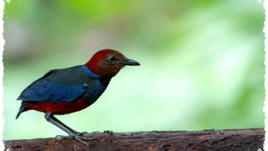 Lima Burung Baru Terungkap di Indonesia, 159 Spesies Masih Di Ujung Ancaman Lima Burung Baru Terungkap di Indonesia, 159 Spesies Masih Di Ujung Ancaman