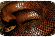 Little Whip Snake Australia, Ular Berbisa Kecil Yang Ternyata Jarang Berbahaya Bagi Manusia Little Whip Snake Australia, Ular Berbisa Kecil Yang Ternyata Jarang Berbahaya Bagi Manusia