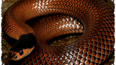 Little Whip Snake Australia, Ular Berbisa Kecil Yang Ternyata Jarang Berbahaya Bagi Manusia