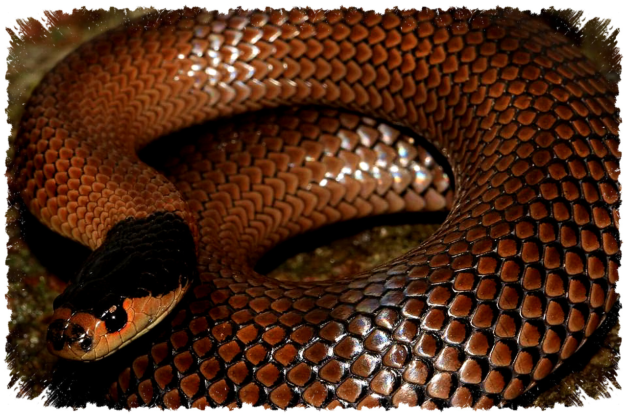 Little Whip Snake Australia, Ular Berbisa Kecil Yang Ternyata Jarang Berbahaya Bagi Manusia Little Whip Snake Australia, Ular Berbisa Kecil Yang Ternyata Jarang Berbahaya Bagi Manusia