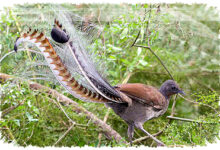 Lyrebird, Maestro Hutan Yang Meniru Suara Mesin Gergaji Dan Mengguncang Ekosistem