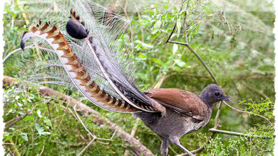 Lyrebird, Maestro Hutan Yang Meniru Suara Mesin Gergaji Dan Mengguncang Ekosistem