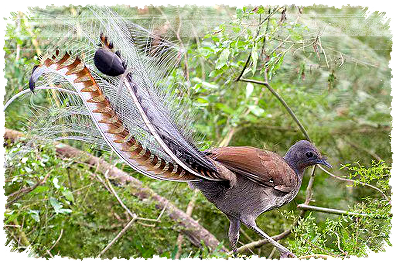 Lyrebird, Maestro Hutan Yang Meniru Suara Mesin Gergaji Dan Mengguncang Ekosistem