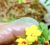 Media Tanam Salah Bikin Krokot Busuk, Campuran Ini Justru Rajin Berbunga