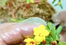 Media Tanam Salah Bikin Krokot Busuk, Campuran Ini Justru Rajin Berbunga