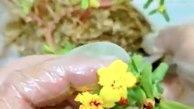 Media Tanam Salah Bikin Krokot Busuk, Campuran Ini Justru Rajin Berbunga