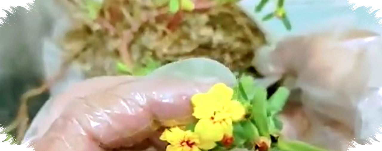 Media Tanam Salah Bikin Krokot Busuk, Campuran Ini Justru Rajin Berbunga