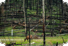 Mengapa Menanam Pohon Saja Gagal, 6 Fakta Tentang Pemulihan Hutan yang Tak Sederhana