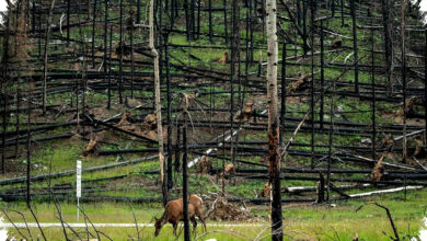 Mengapa Menanam Pohon Saja Gagal, 6 Fakta Tentang Pemulihan Hutan yang Tak Sederhana