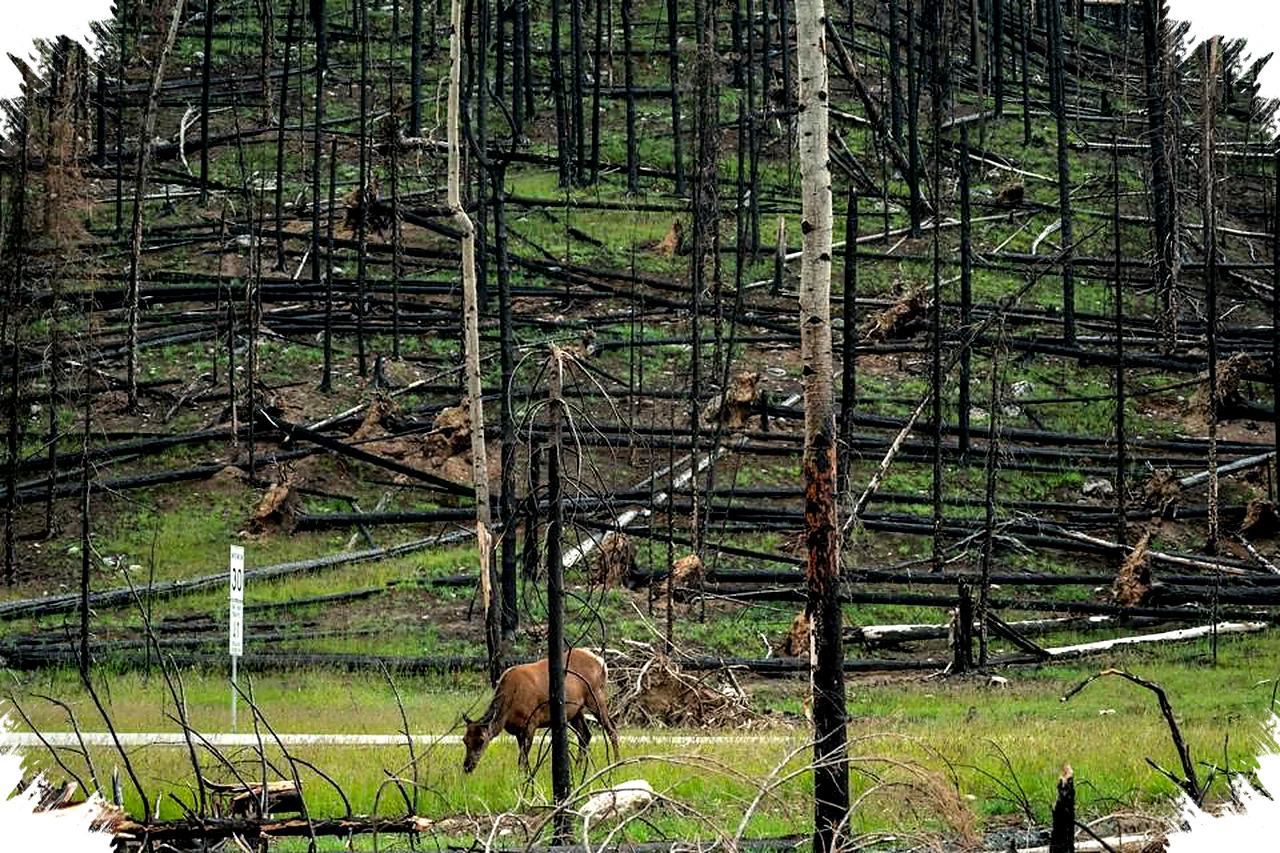Mengapa Menanam Pohon Saja Gagal, 6 Fakta Tentang Pemulihan Hutan yang Tak Sederhana
