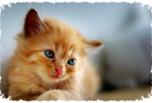 Mengapa Semua Anak Kucing Bermata Biru Saat Lahir, Ternyata Bukan Karena Pigmen Mengapa Semua Anak Kucing Bermata Biru Saat Lahir, Ternyata Bukan Karena Pigmen