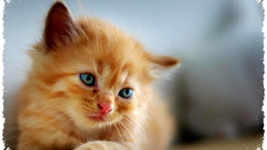 Mengapa Semua Anak Kucing Bermata Biru Saat Lahir, Ternyata Bukan Karena Pigmen