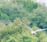 Mutia Hanifah Ubah Konservasi Jadi Konten, Lawan Perdagangan Satwa Ilegal dari Media Sosial