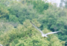 Mutia Hanifah Ubah Konservasi Jadi Konten, Lawan Perdagangan Satwa Ilegal dari Media Sosial