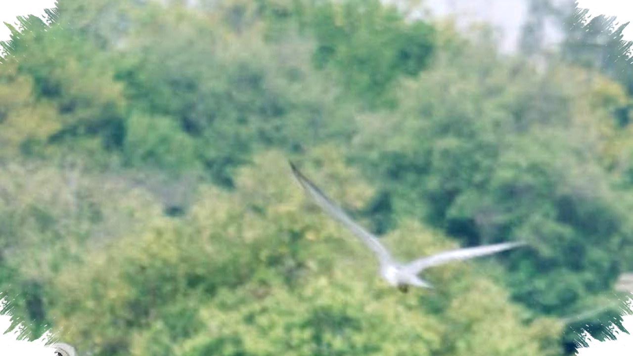 Mutia Hanifah Ubah Konservasi Jadi Konten, Lawan Perdagangan Satwa Ilegal dari Media Sosial