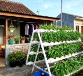 Panen Kangkung Hidroponik 20 Hari Bukan Mitos, Salah Cahaya Sedikit Langsung Lemas