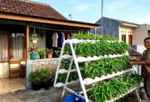 Panen Kangkung Hidroponik 20 Hari Bukan Mitos, Salah Cahaya Sedikit Langsung Lemas